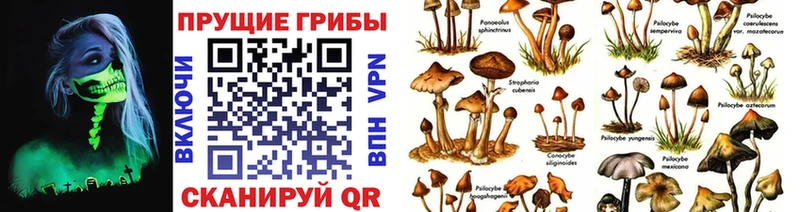 OMG зеркало  цена наркотик  Камышлов  Псилоцибиновые грибы прущие грибы 
